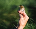 Meet the struggling saltmarsh sparrow – and the band of volunteers trying to save it