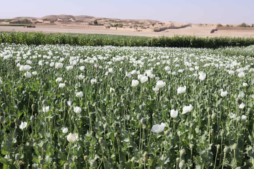 Afghanistan grows more than 80% of the world’s opium