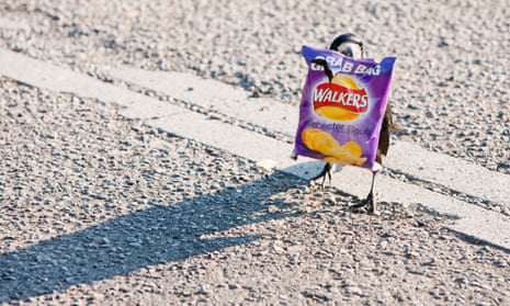 A rook holding a discarded Walkers crisp packet