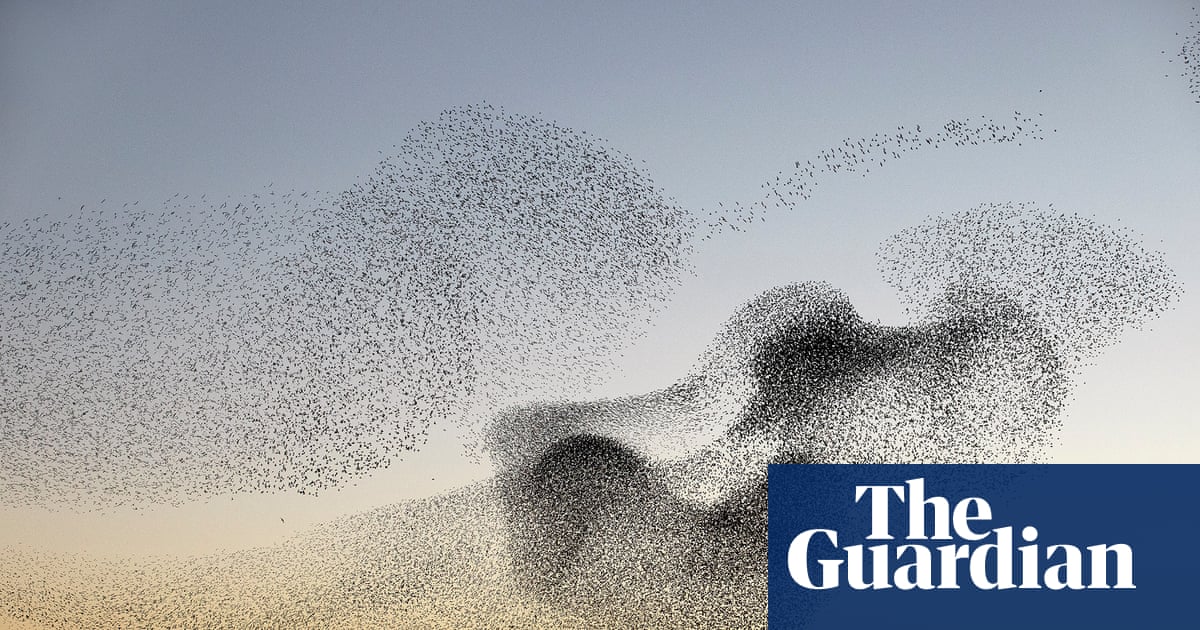 Which Species Birds Murmuration: Stunning Flocks That Amaze
