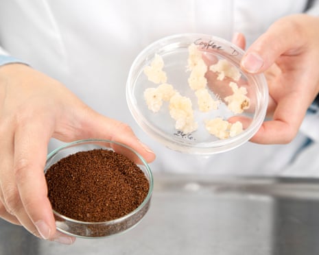 Coffee cell cultures (r) and roasted coffee (l) produced in a lab by VTT, a Finnish research institution.