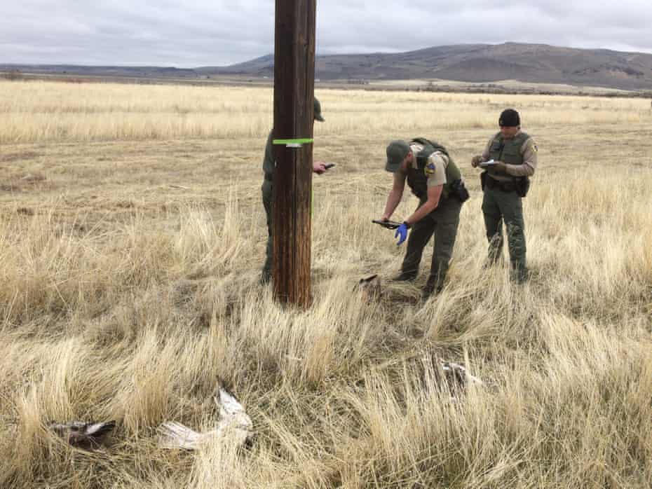 Wildlife officers conduct their investigation.