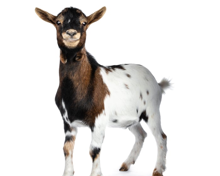 Did you solve it? A new goat for puzzledom’s GOAT