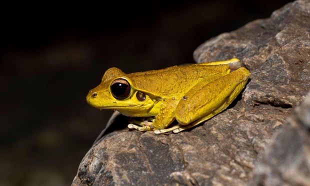The stony creek frog is one of the species hit by this mysterious outbreak. Photograph: Peter Yeeles/Alamy