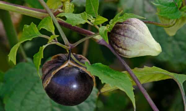Den Lilla av Milpa tomatillo.