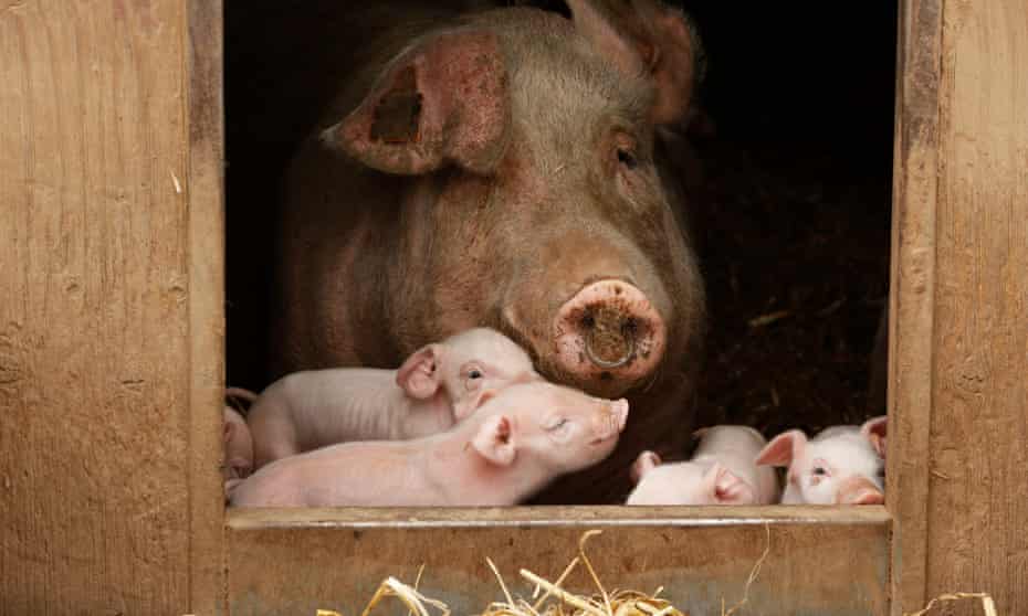 Pig with piglets on a free-range farm in the UK