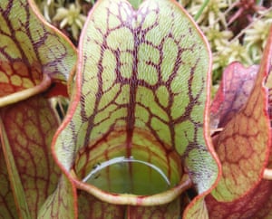 A professor of biology first discovered a salamander in a pitcher plant accidentally in Ontarioâs Algonquin Park.
