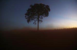 A lone tree stands in a deforested section of the Amazon rainforest near Chupinguaia, Rondonia state, Brazil