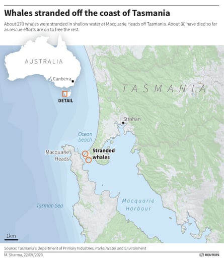 A map supplied by Reuters showing the location where 270 whales were stranded. A further 200 whales were found on Wednesday morning about 10km west.