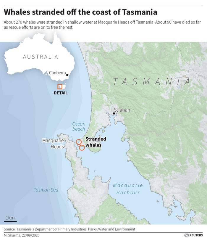 380 Whales Dead In Worst Mass Stranding In Australia S History Environment The Guardian