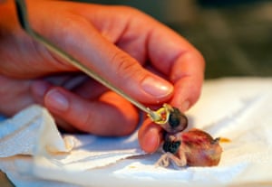 A sparrow chick being fed at a hospital for wild birds in Hortobagy National Park, Hungary