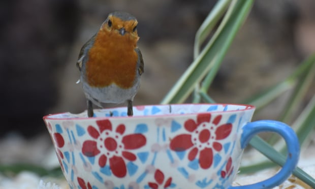 A robin on a tea cup. Single-use by Trevor Parsons for his Country Diary