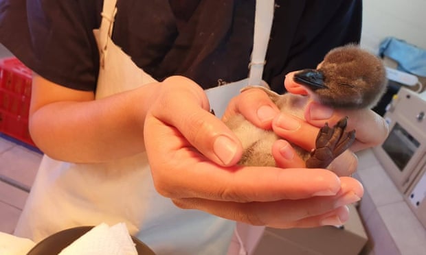 A pair of hands hold a tiny African penguin chick