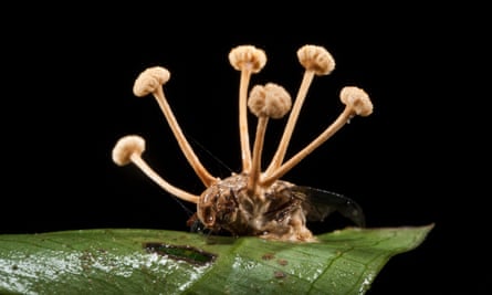 Fungo Cordyceps atacando uma mosca.