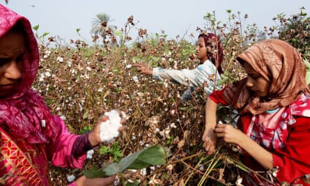 Cotton being harvested in Egypt
