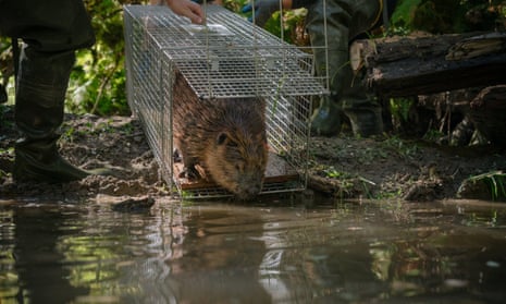 A beaver is released on to a stretch of river in northern Washington that has been prepped for its arrival. 