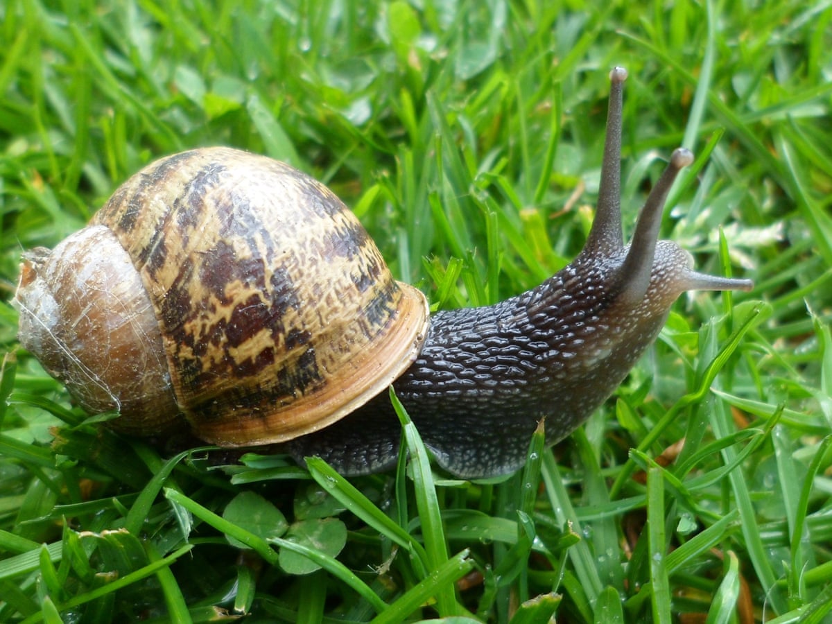 Is Snail Medicinal is-snail-medicinal