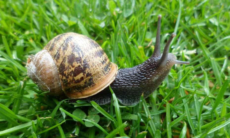 A common garden snail.