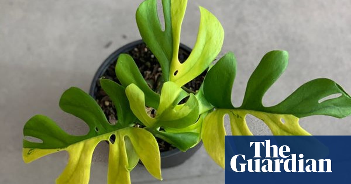 Indoor Plant With Four Leaves Sells For 8 000 In New Zealand Houseplants The Guardian Indoor Plant With Four Leaves Sells For 8 000 In New Zealand Houseplants The Guardian
