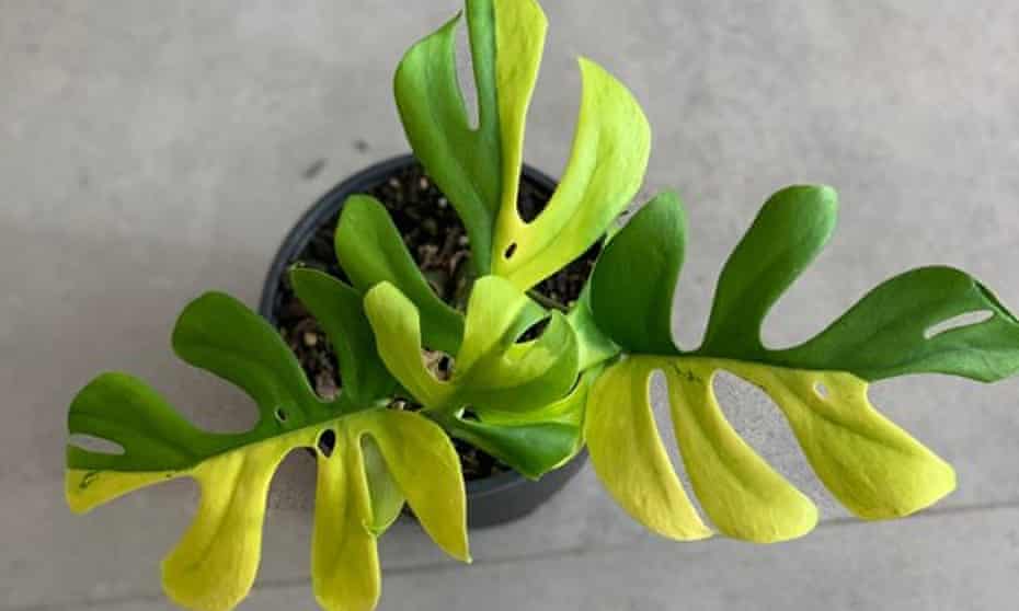 A variegated minima house plant which recently sold for NZ$8,150 in New Zealand