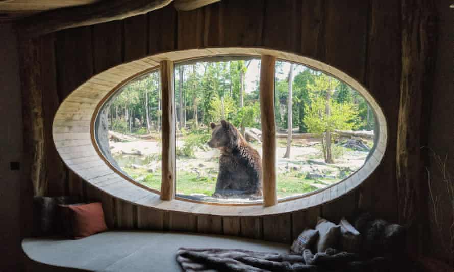 A bear’s-eye view at Pairi Daiza zoo.