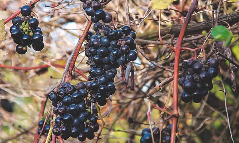 Black grapes on a vine