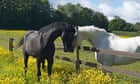 Three of the horses that bolted across London expected to troop the colour