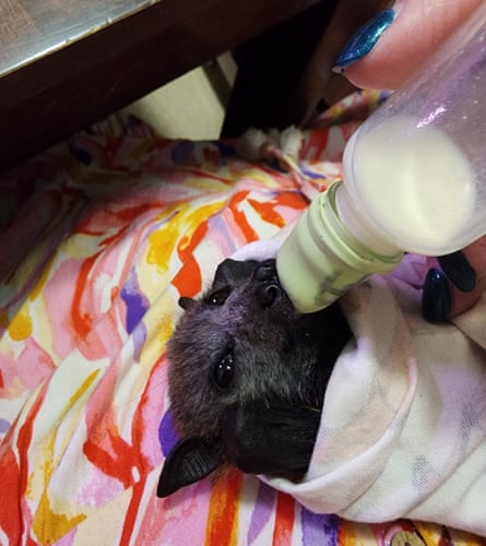 Baby bat being fed with bottle