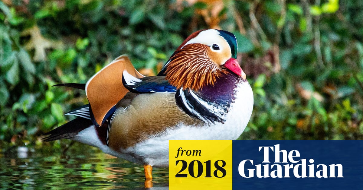 Mandarin mania: how a 'hot duck' enraptured New York City | New York | The Guardian Mandarin mania: how a 'hot duck' enraptured New York City | New York | The Guardian