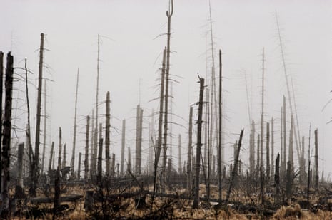 Dead forest in Poland’s Karkonosze mountains from acid rain pollution, 1990.