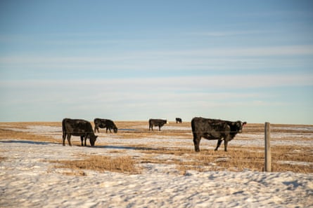 Cattle graze in a field in southern Todd County on the Rosebud Indian Reservation Monday, Jan. 7, 2019.