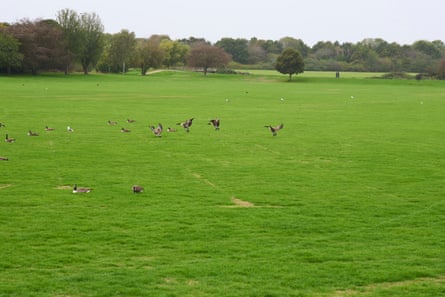 Geese on an expanse of green grass with trees in the background