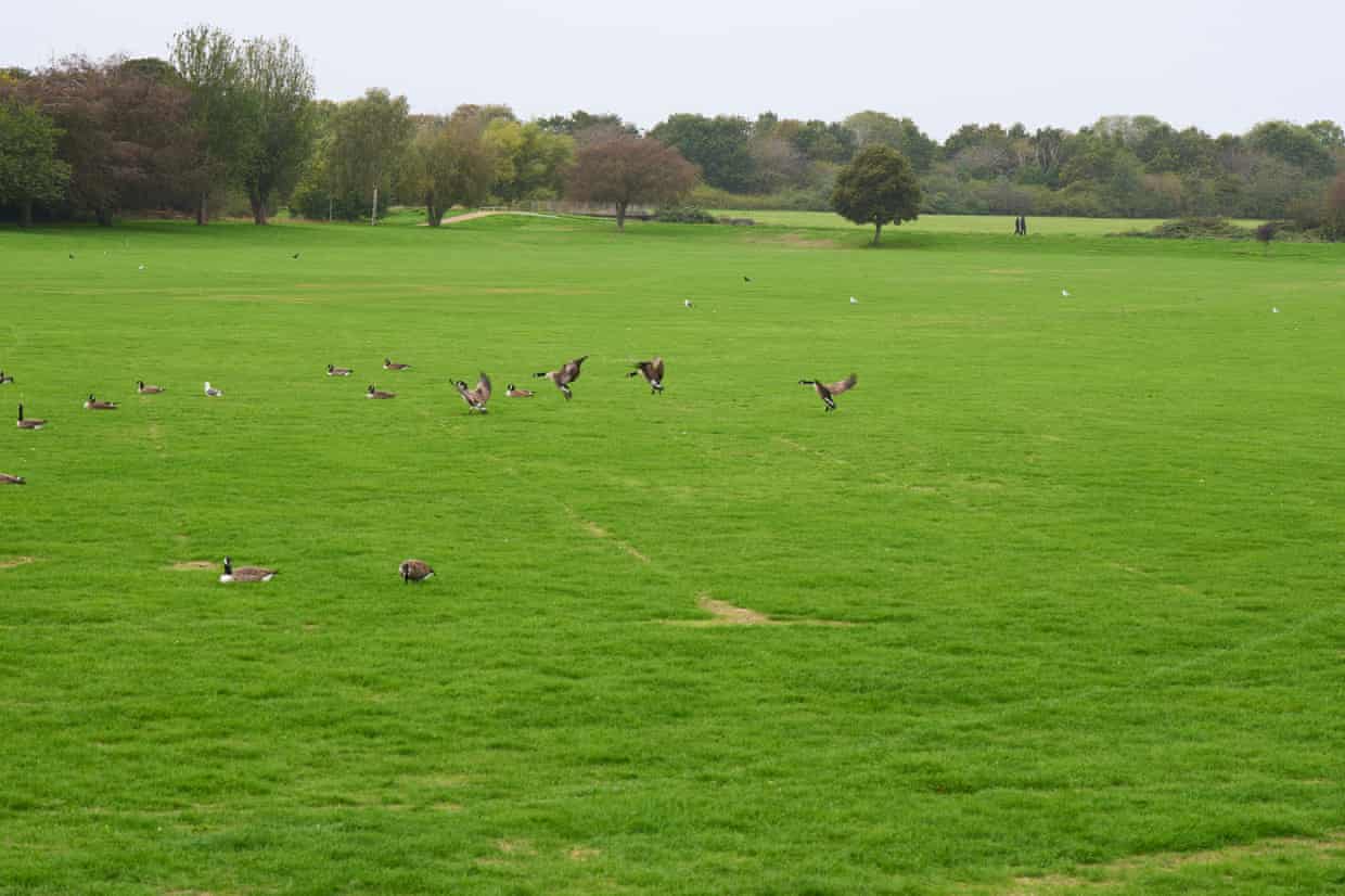 Geese on an expanse of green grass with trees in the background