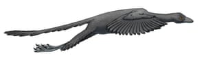 An illustration of how Archaeopteryx would have looked like as it flew like a pheasant.