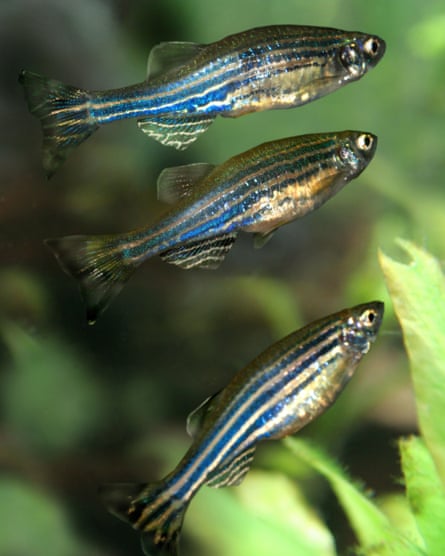 In New Zealand, most zebrafish used in research are juveniles and are specifically excluded from protection under the Animal Welfare Act.