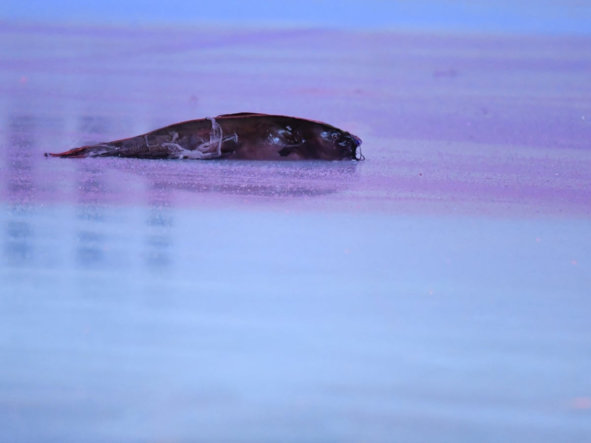 Fan Charged With Crime After Throwing Catfish On Ice During Stanley Cup Nhl The Guardian Fan Charged With Crime After Throwing Catfish On Ice During Stanley Cup Nhl The Guardian