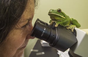 A white-lipped tree frog with a damaged right eye and water retention watches Deborah Pergolotti, the president of the Cairns frog hospital as she looks through a microscope. The hospital in Cairns, Australia, has taken in almost 2,800 adult frogs since it began in 1998