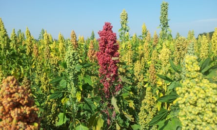 UK-farmed quinoa