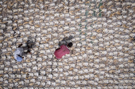 Aerial image of men drying fish