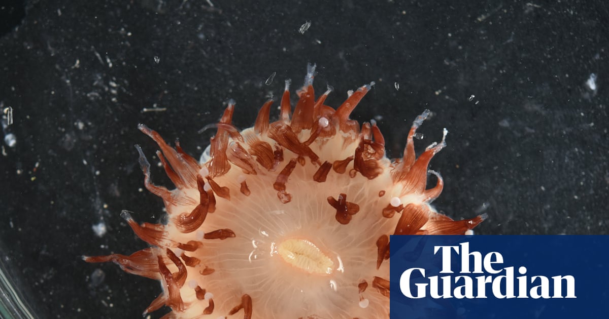 Deepwater discoveries: scientists find more than 110 new fish and invertebrate species in the Coral Sea