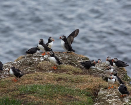 A flock of puffins sitting on a clifftop