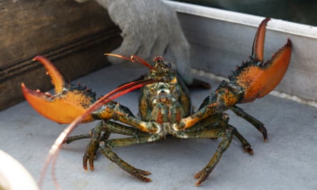 A lobster caught off Spruce Head, Maine.
