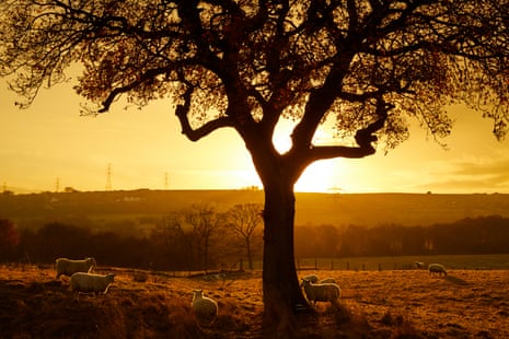 Sheep shelter under the tree as the sun sets, late autumn