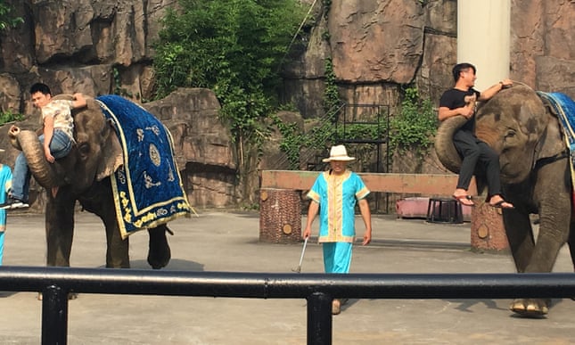 POLL: Should wild elephants be sold to Chinese zoos? 3970