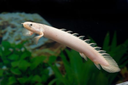 The Senegal bichir.