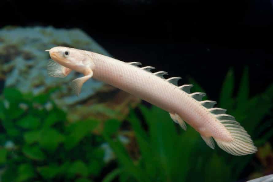 Il bichir senegalese.