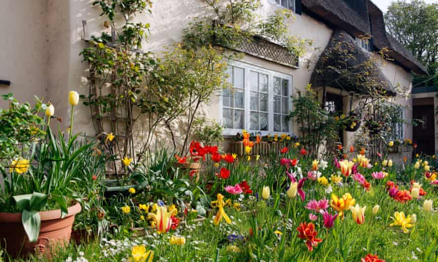 Tulips in bloom in the garden of a pretty cottage in Dorset