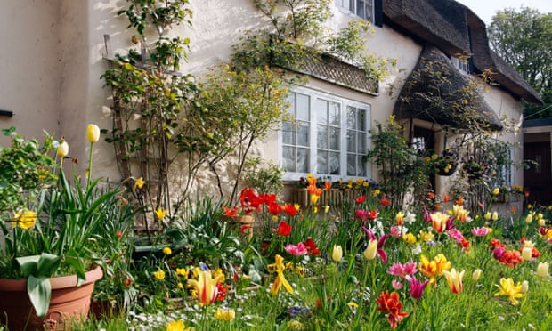 Tulips in bloom in the garden of a pretty cottage in Dorset.