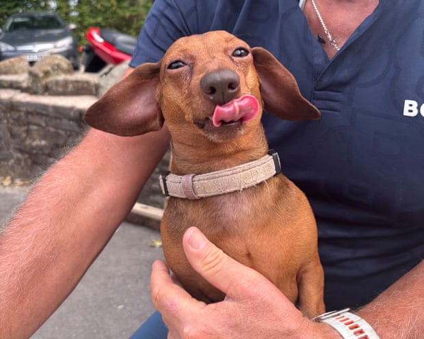 Rosie, sitting on someone's lap, with her tongue out