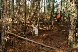 Snow, a search dog specilizing in the location of human remains, locates a sample that the team hid in the woods of rural St Tammany Parish.